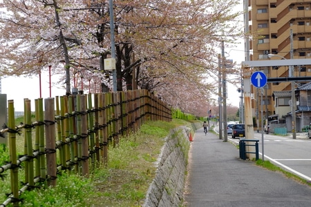 樱花-日本-富士-道路-风景 图片素材