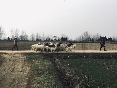 我的2019-iphone-羊-羊群-动物 图片素材