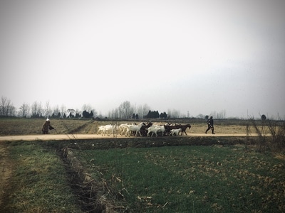我的2019-iphone-羊-羊群-动物 图片素材